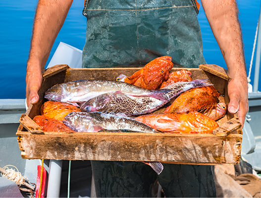 漁師が両手で抱えるオリーブオイル料理の食材となる魚介